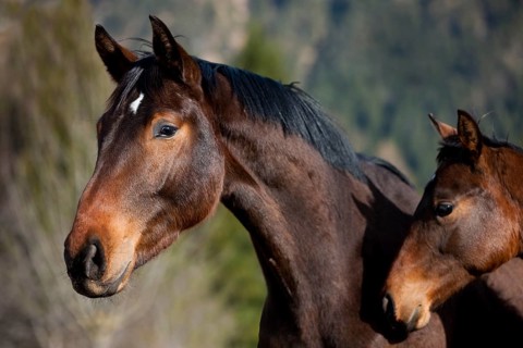Austrian Warmblood