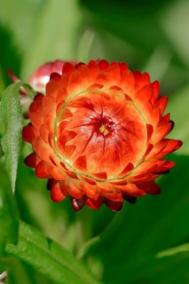 Golden Everlasting (Helichrysum bracteatum)