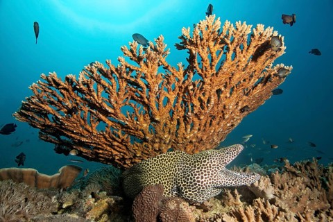 Laced Moray (Gymnothorax favagineus) with its mouth wide open sitting beneath Acropora corals (Acropora sp.)