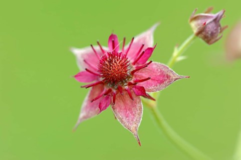 Marsh Cinquefoil (Potentilla palustris)