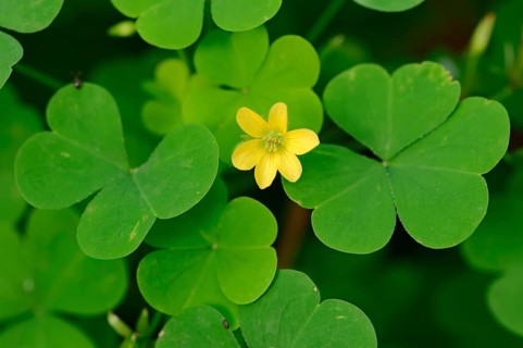 Yellow Woodsorrel