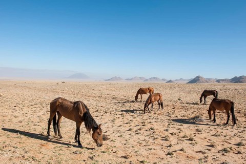Wild horses in the Namib Desert