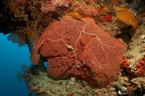 Annella Gorgonia