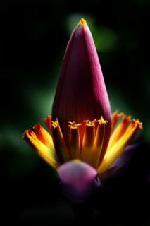 Banana flower with backlight