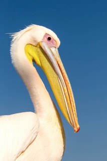 Great White Pelican (Pelecanus onocrotalus)