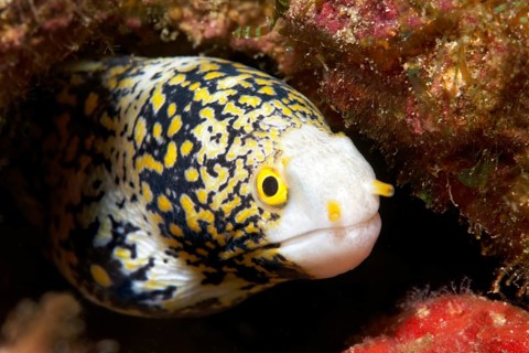 Snowflake Moray Eel (Echidna nebulosa)
