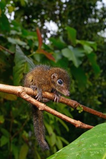 Common treeshrew (Tupaia glis)