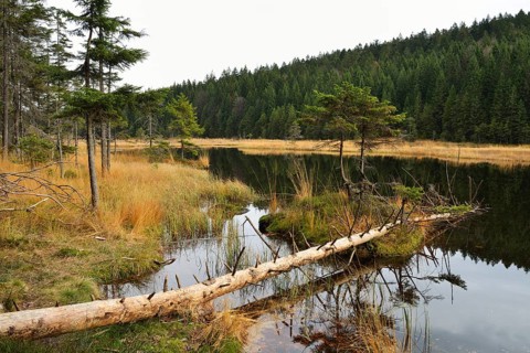 Dead tree