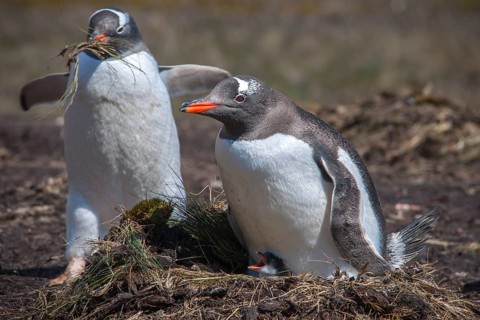 Gentoo Penguin (Pygoscelis papua) with chick at nest