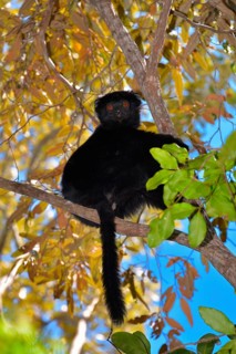 Perrier's sifaka (Propithecus perrieri)