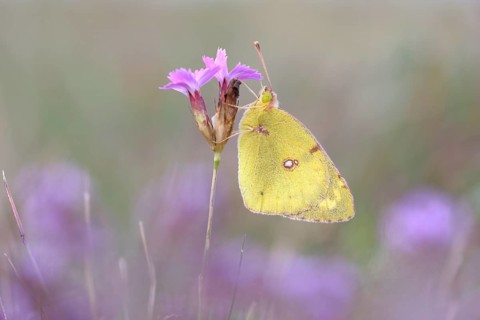 Pale Clouded Yellow (Colias hyale)
