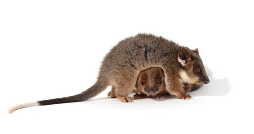 Common Ringtail Possums (Pseudocheirus peregrinus)