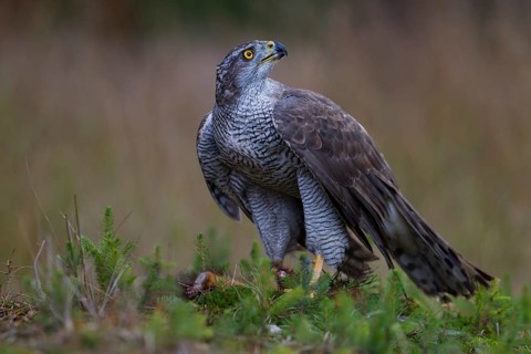Northern Goshawk (Accipiter gentilis) with a captured squirrel