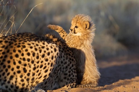 Cheetah (Acinonyx jubatus)