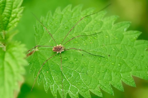 Harvestman (Rilaena triangularis)