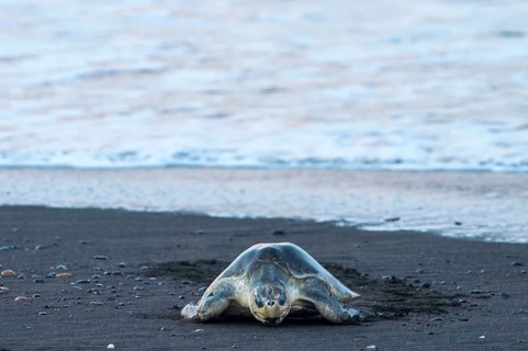Olive Ridley Sea Turtle (Lepidochelys olivacea)