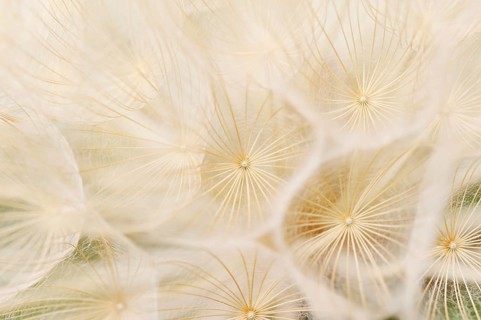 Western Salsify