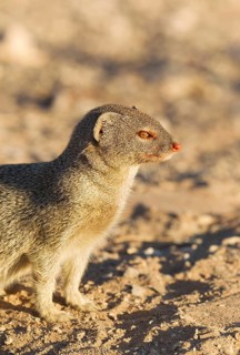 Slender Mongoose (Galerella sanguinea)