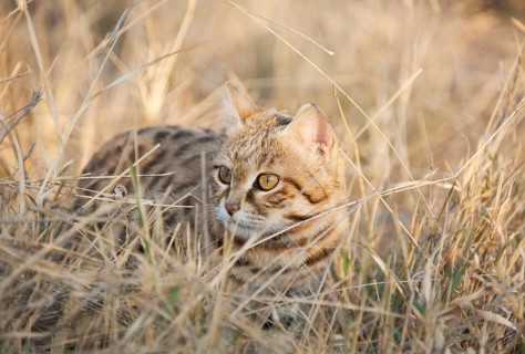 Black-footed Cat (Felis nigripes)