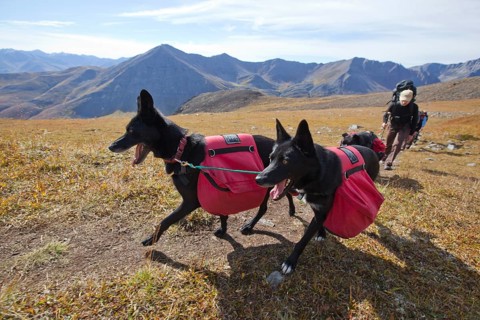 Two Alaskan Huskies as pack dogs