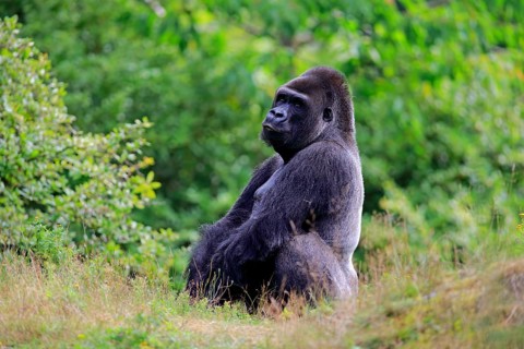 Western Lowland Gorilla (Gorilla gorilla gorilla)