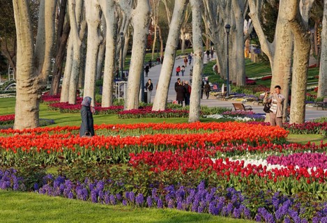 Tulip beds
