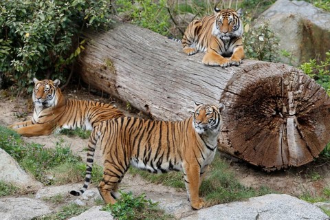 Indochinese tiger (Panthera tigris corbetti)