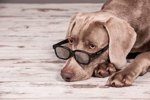 Weimaraner dog with glasses
