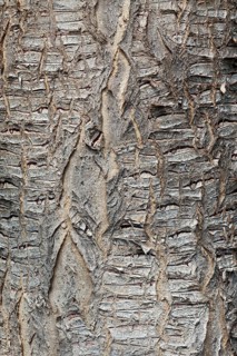Trunk of a Canary Island Dragon Tree (Dracaena draco)