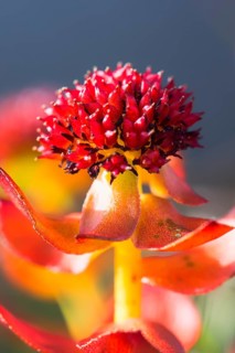Roseroot (Rhodiola rosea)