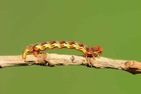 Caterpillar