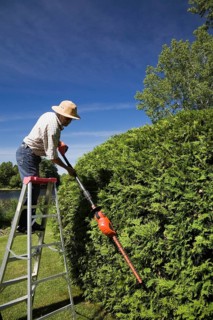 Gardener trimming a cedar tree (Thuja occidentalis)