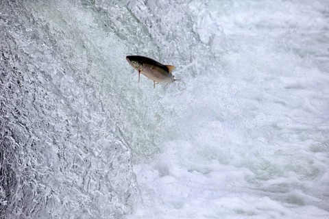 Salmon run