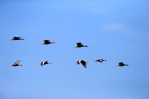 Black-bellied Whistling Ducks (Dendrocygna autumnalis)