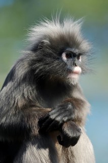Dusky Leaf Monkey or Spectacled Leaf Monkey (Trachypithecus obscurus)