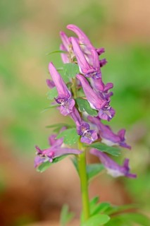 Fumewort (Corydalis solida)