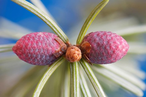 Common Spruce (Picea abies)