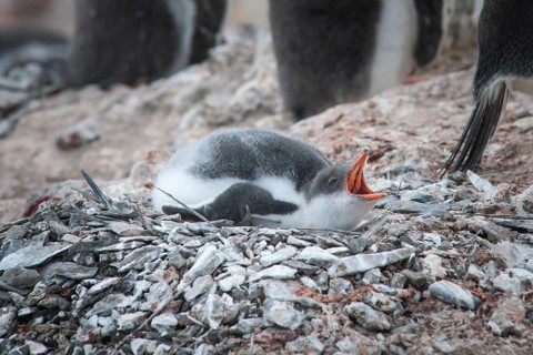 Gentoo Penguin (Pygoscelis papua)