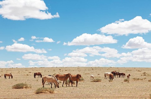 Grazing Mongolian horses
