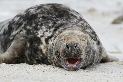 Grey Seal (Halichoerus grypus)