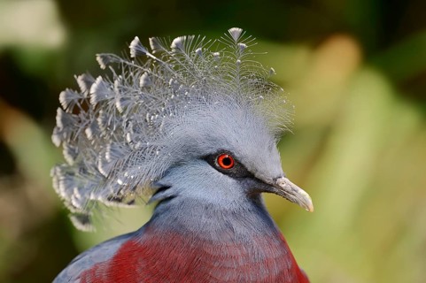 Victoria Crowned Pigeon (Goura victoria)