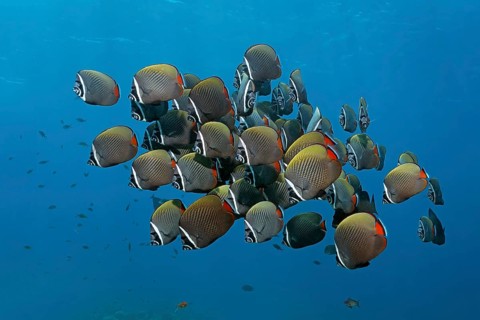 Redtail Butterflyfish (Chaetodon collare)
