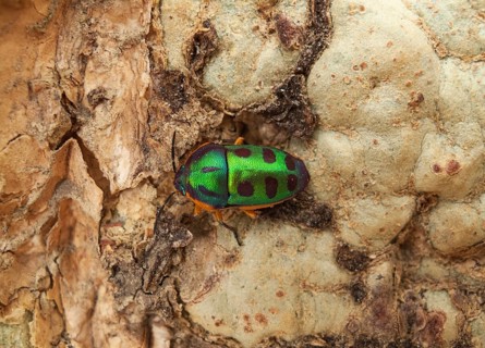 Rainbow Shield Bug (Calidea dregii) perched on the bark of a Fever Tree (Acacia xanthophloea)