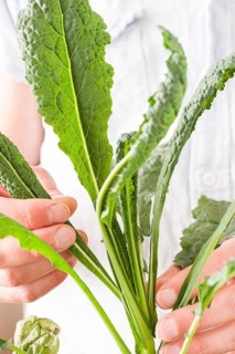 Hands checking the growth of the green leaves of a colewort plant