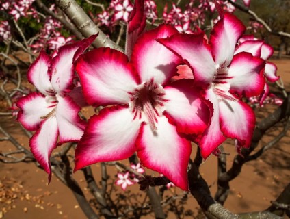 Impala Lily (Adenium multiflorum)