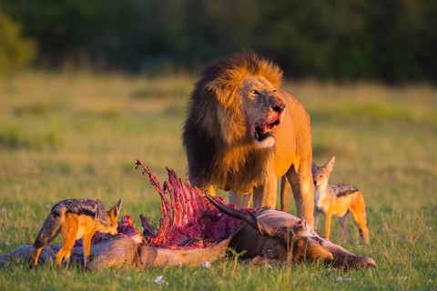 Lion (Panthera leo)