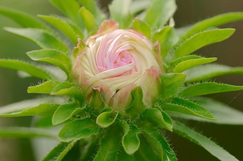 Annual Aster (Callistephus chinensis