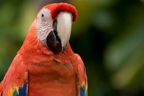Scarlet Macaw (Ara Macao) in the amusement park of Xcaret