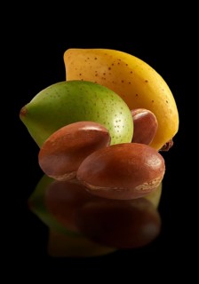 Fresh Argan nuts (Argania spinosa)