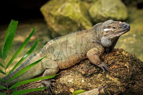 Rhinoceros Iguana (Cyclura cornuta)